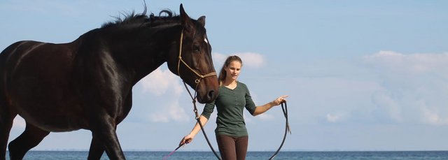 Natural Horsemanship